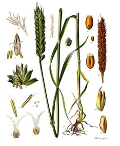 Illustration of wheat and all it's separate parts