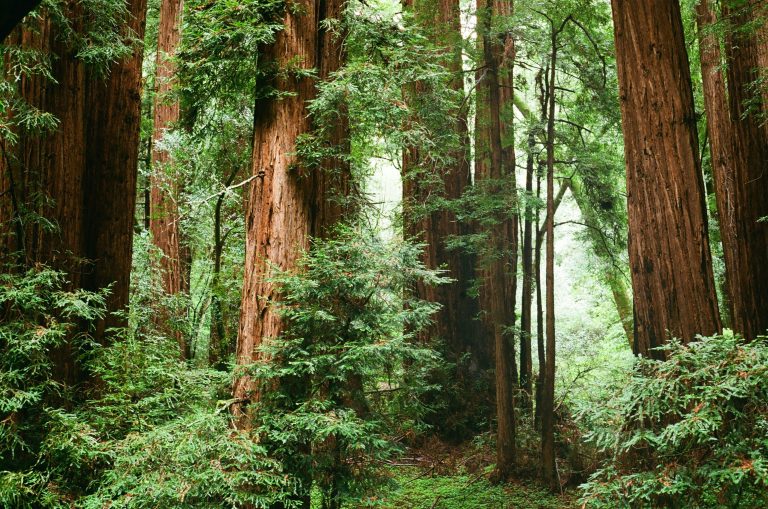 Redwood forest